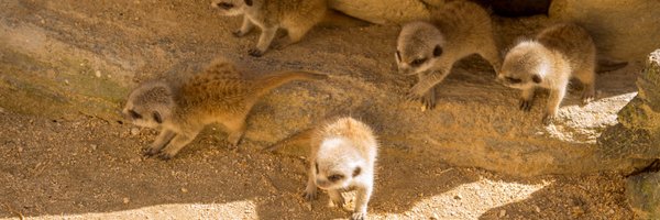 Zoos South Australia Profile Banner