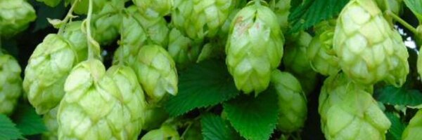 Steelcitybrew Profile Banner