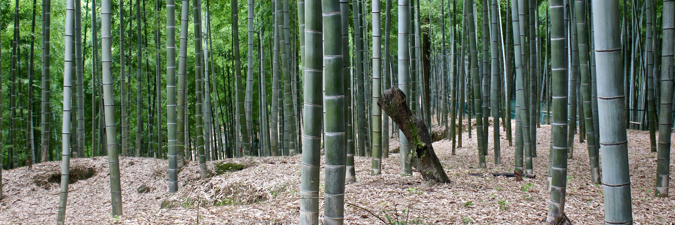 Cameron Crowe banner