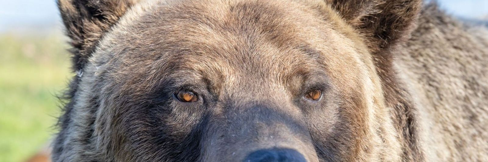 grosseben's profile banner image