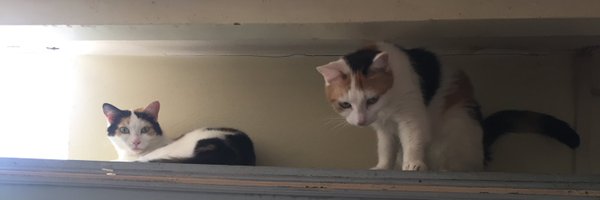 eddy_terstall Profile Banner