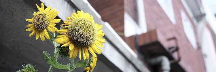 flammy_me's profile banner image