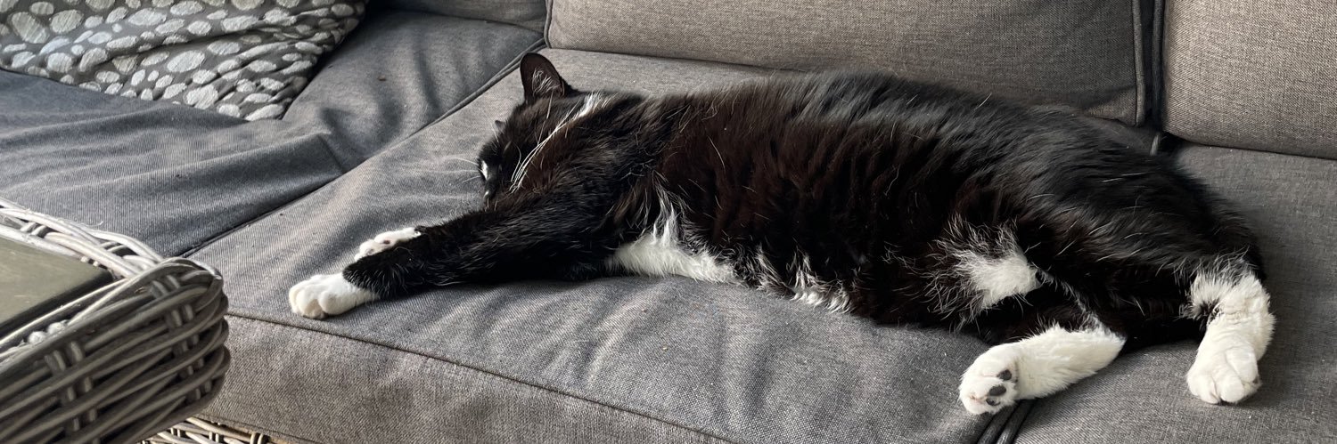 Abi 🐈‍⬛ banner