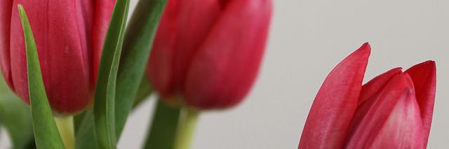 brnadeta banner