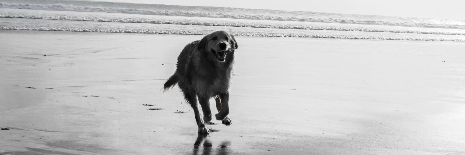 chamocier's profile banner image