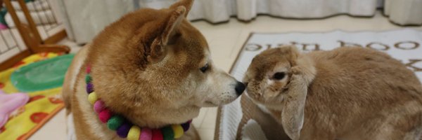 pekotaro930 Profile Banner