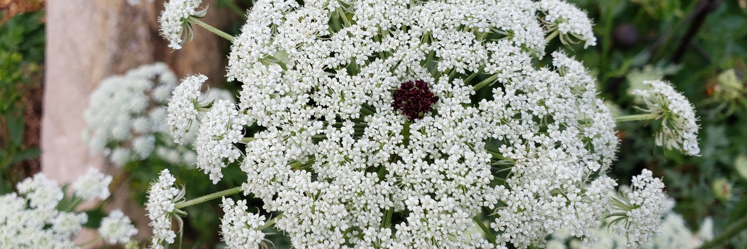 Spiraea Herbs with Correne Omland banner