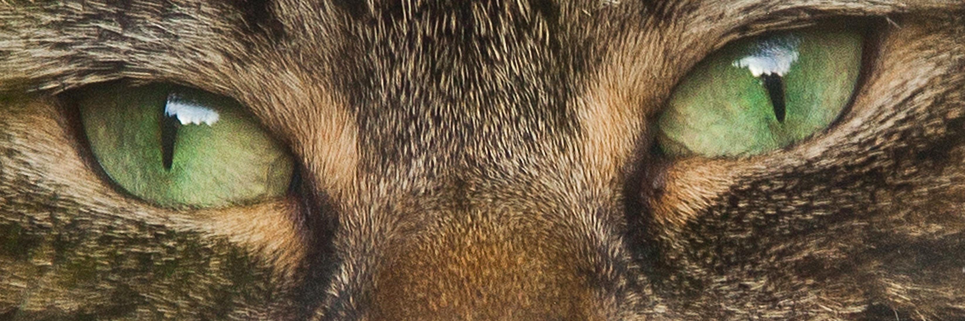 Emily Gallagher 🐱📷📔🌊 banner