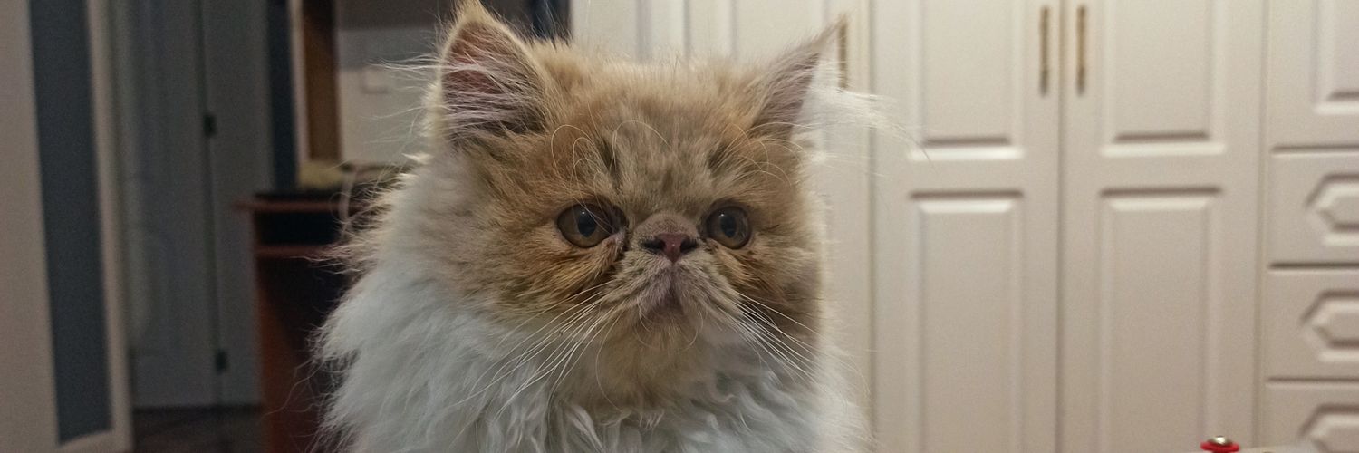 vanechuy's profile banner image