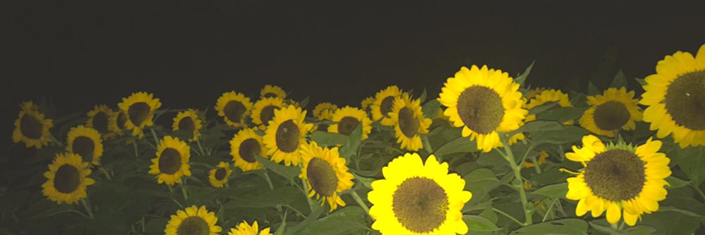dansbutardo's profile banner image