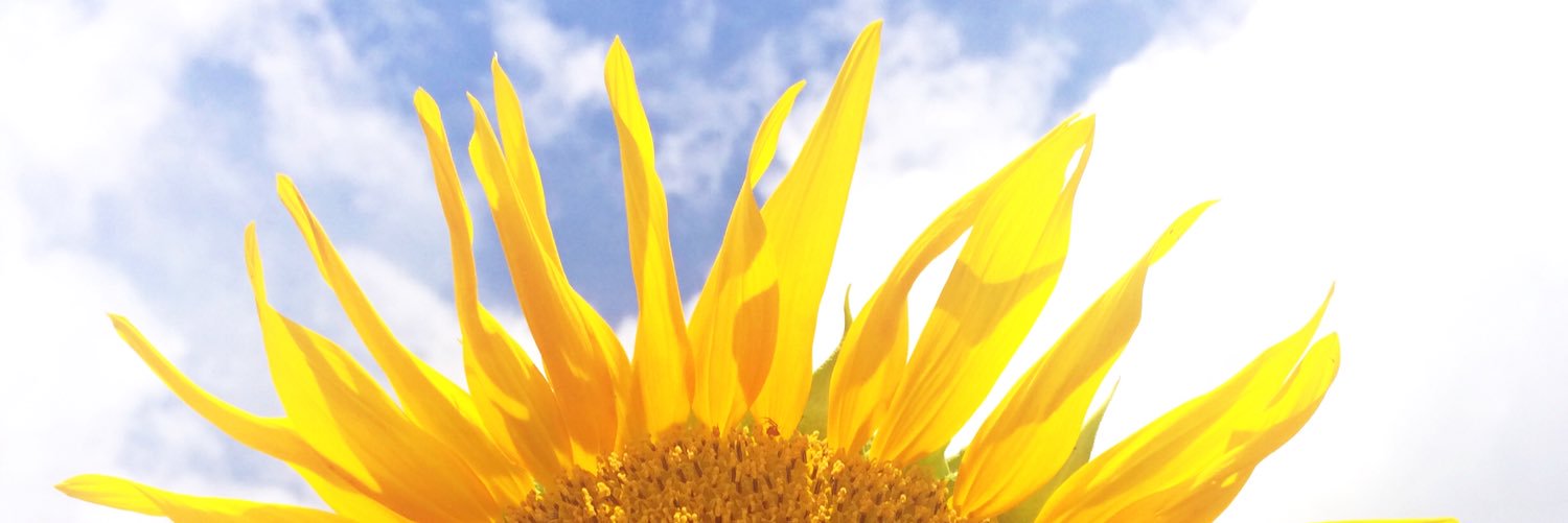 iniinisa's profile banner image