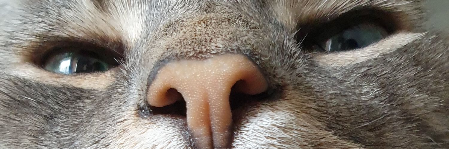 BzhCatnip's profile banner image