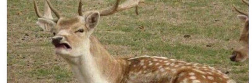 munkeltier's profile banner image