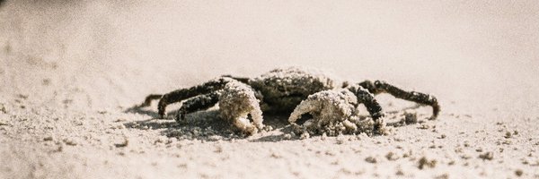 Kerollmops Profile Banner