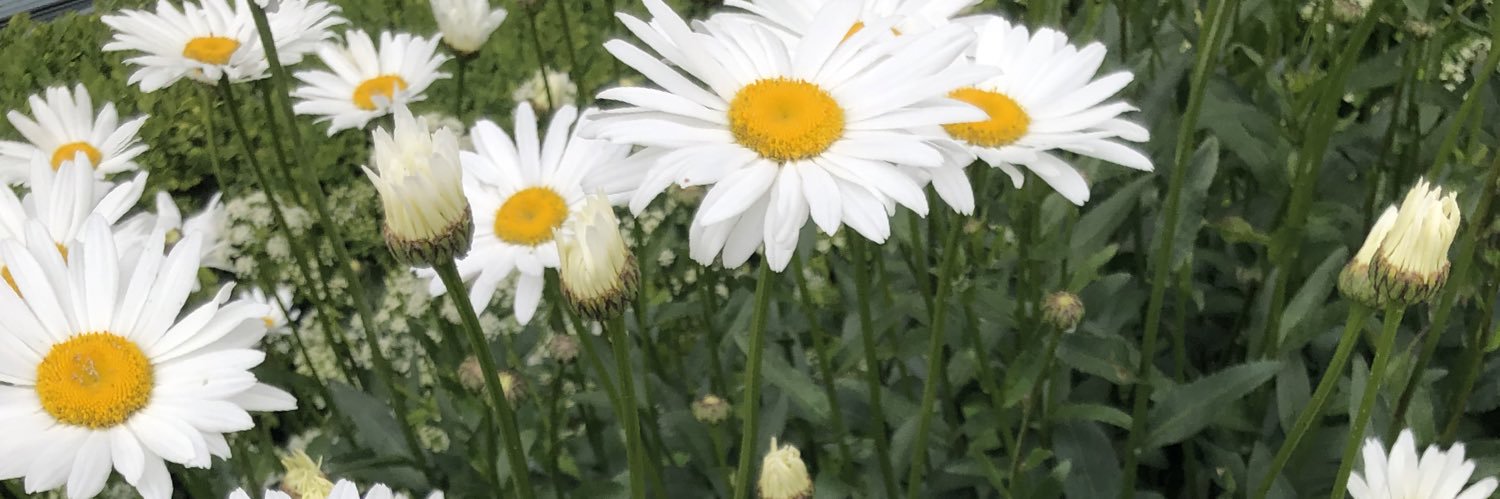 JillMScott's profile banner image