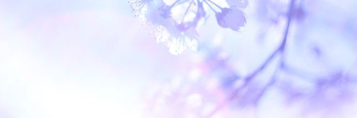 coconutimouto's profile banner image