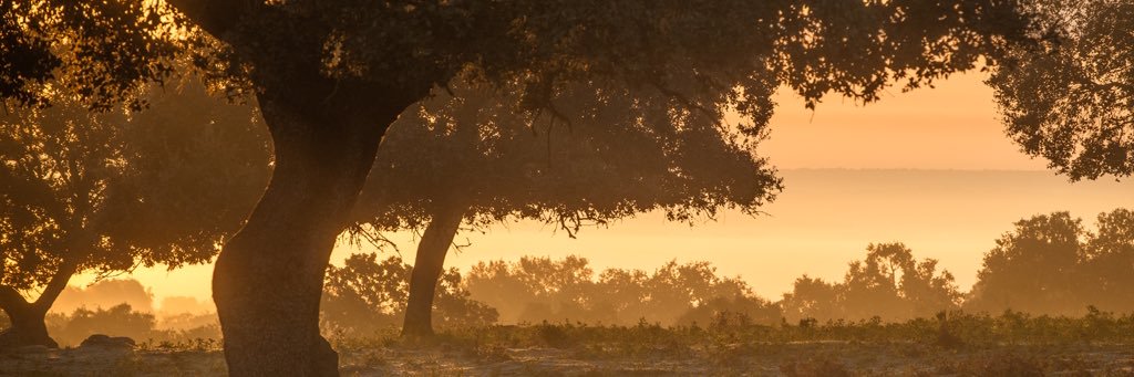 fcocalderon's profile banner image