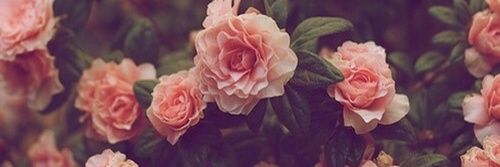TamJoseph's profile banner image