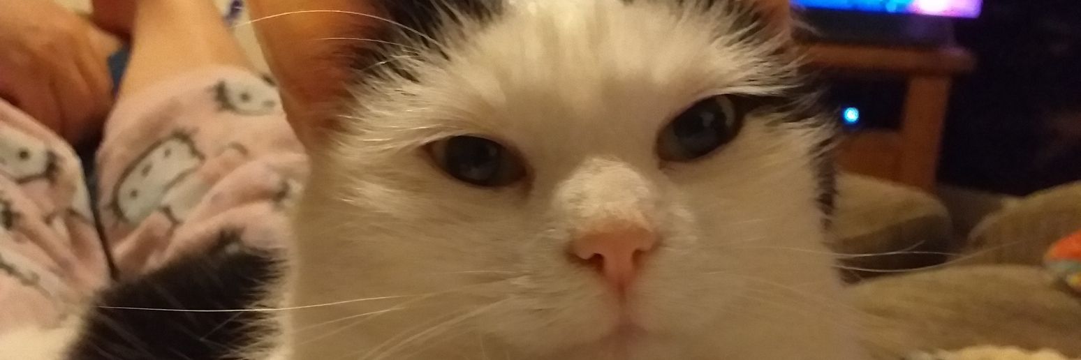 fiona_beeee's profile banner image