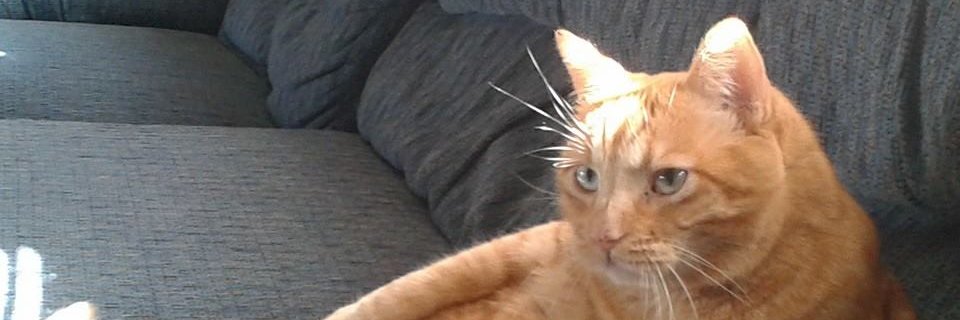 chickylumps's profile banner image