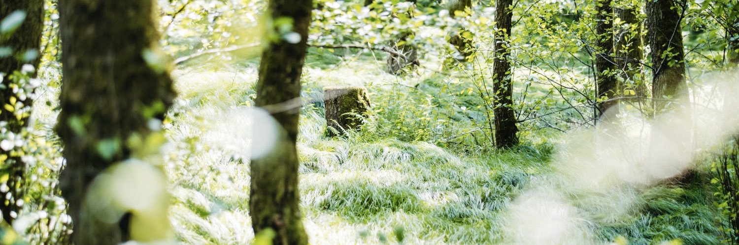 rabbitholeroger's profile banner image