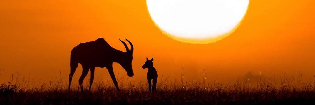 markokungu's profile banner image