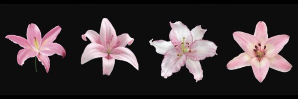 li199718 Profile Banner