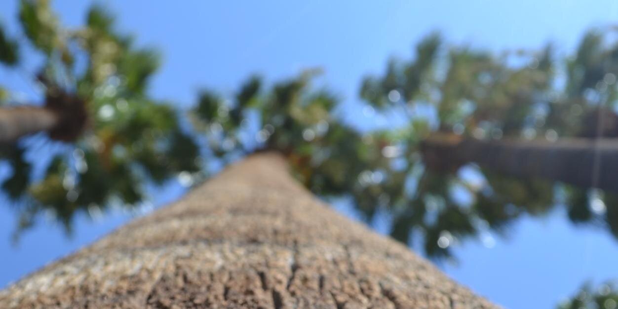 anweko's profile banner image