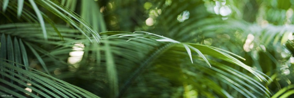 🍤Nicky Panzareḍḍa🌴 banner