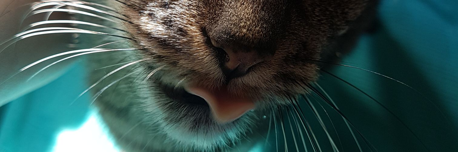 cheerubee_'s profile banner image