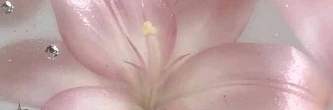 ♡ ⋆˙⟡ banner