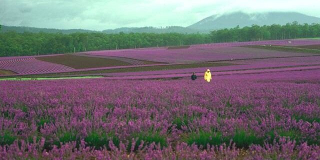 aromatherapy_me's profile banner image