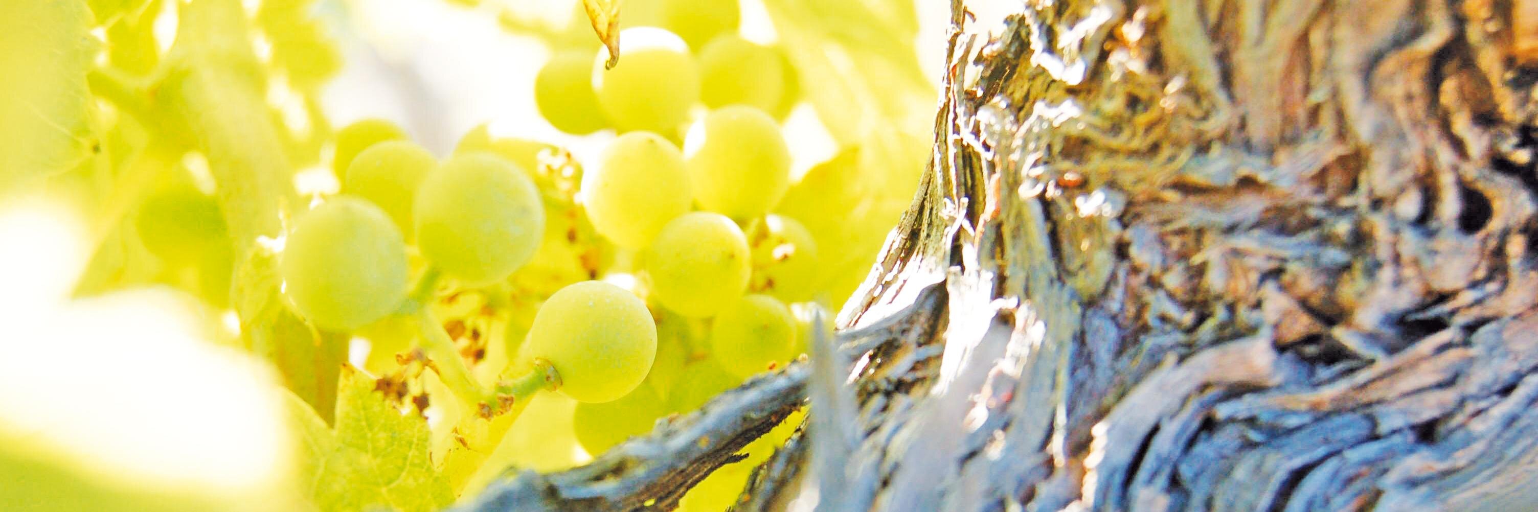 FreundWein's profile banner image