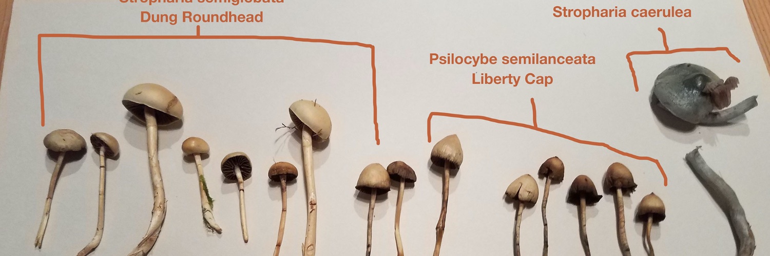 Mushroom Diary banner