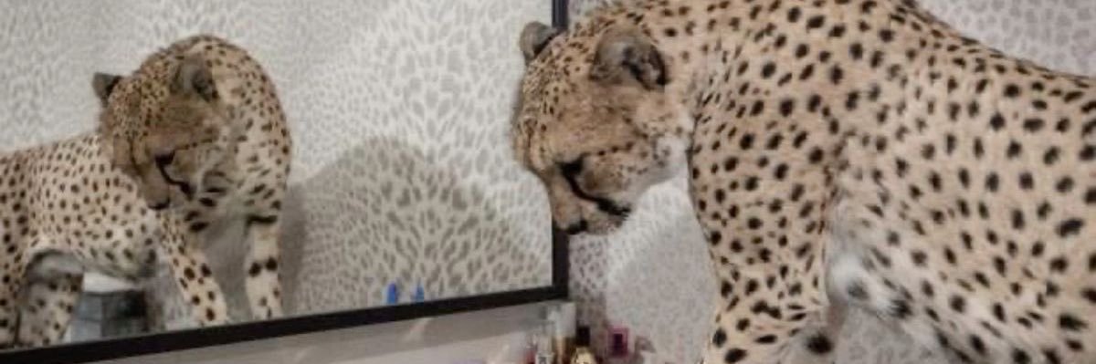 tehliCat's profile banner image
