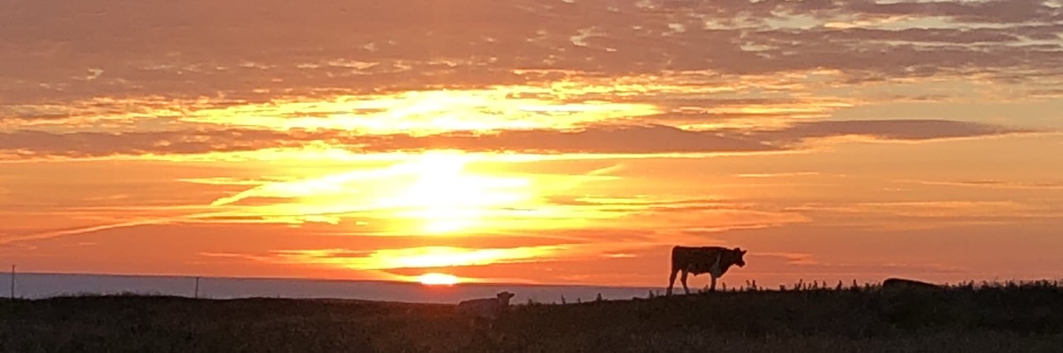 paddy_Chick's profile banner image