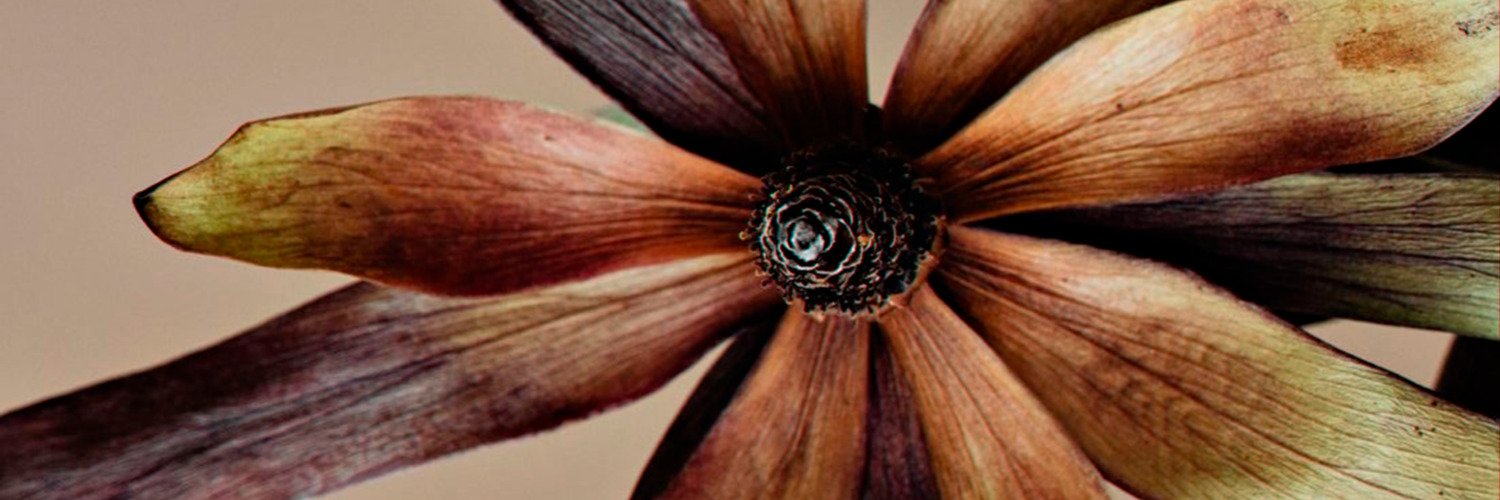 honey-eve banner