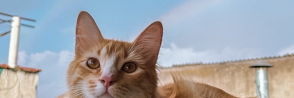 bferrl's profile banner image