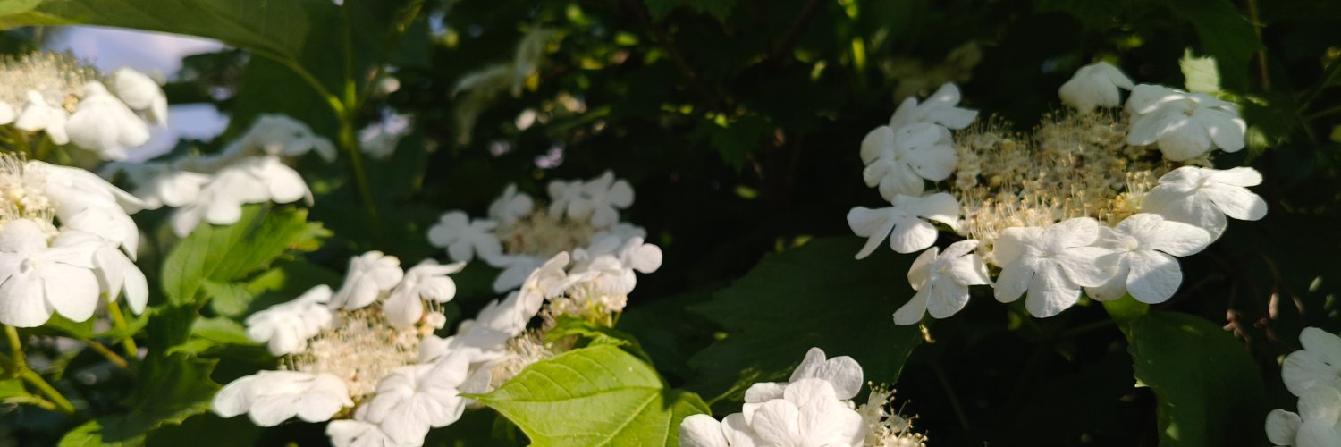 Lonrin_illu's profile banner image