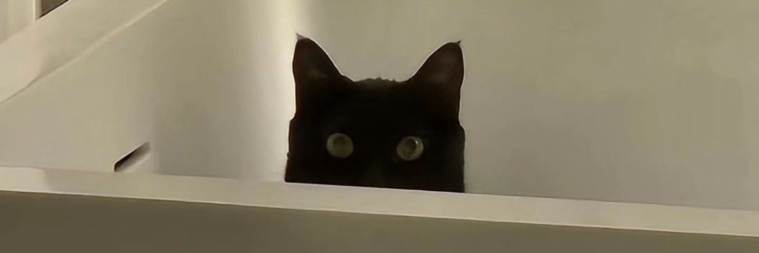 blackcatmintang's profile banner image