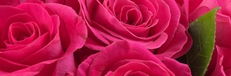 TheTwoLesbians's profile banner image