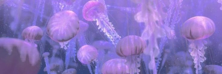 diezluli's profile banner image