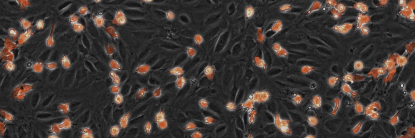 Sidar Aydın, PhD banner