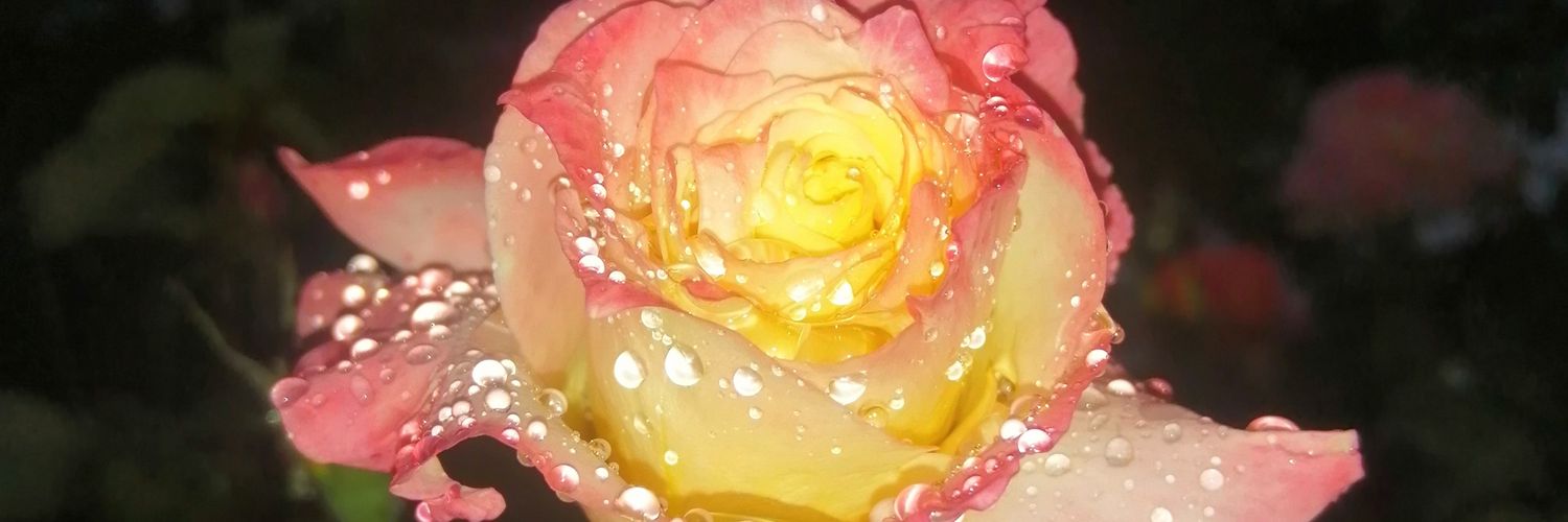 Ipfi_Innocent's profile banner image