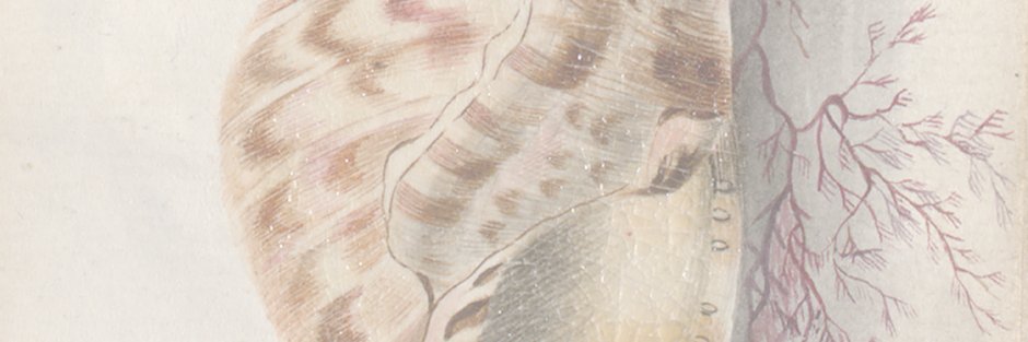 Sukulily's profile banner image