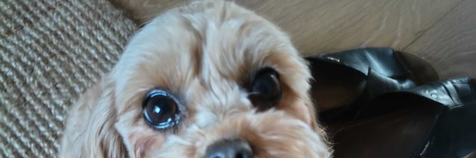 ast3roid_d3str0's profile banner image