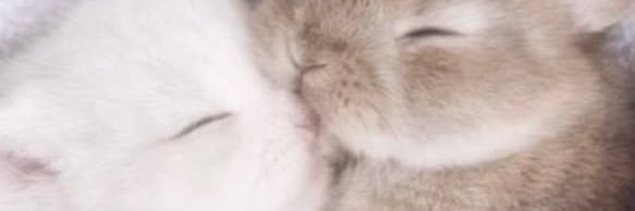 is2tella's profile banner image