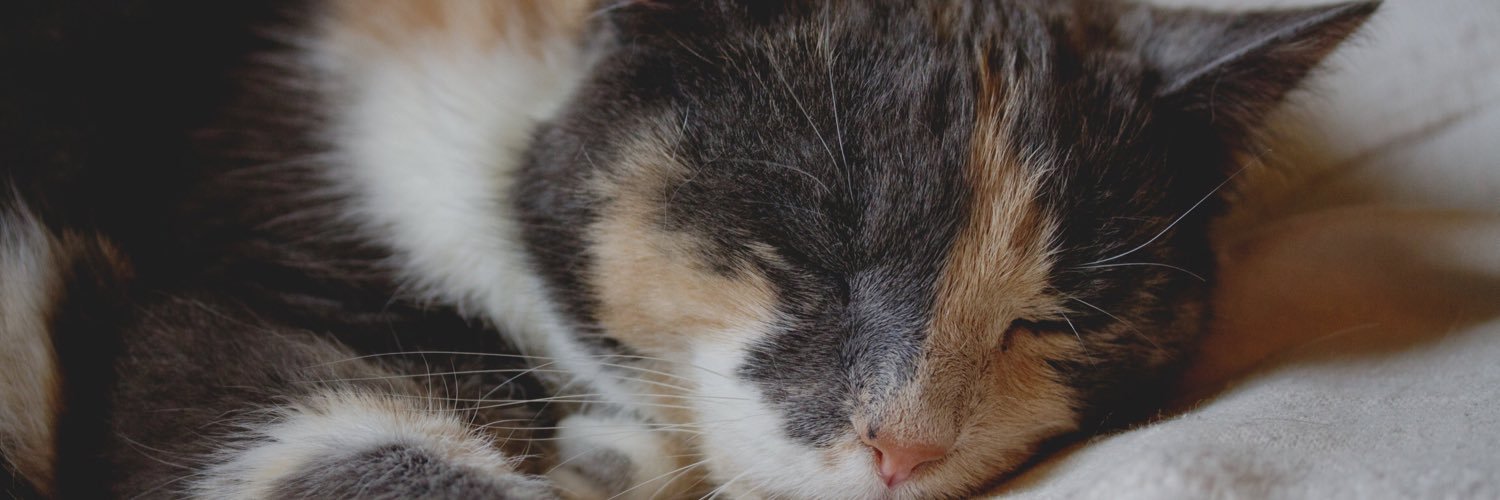 Fuzzfosk's profile banner image