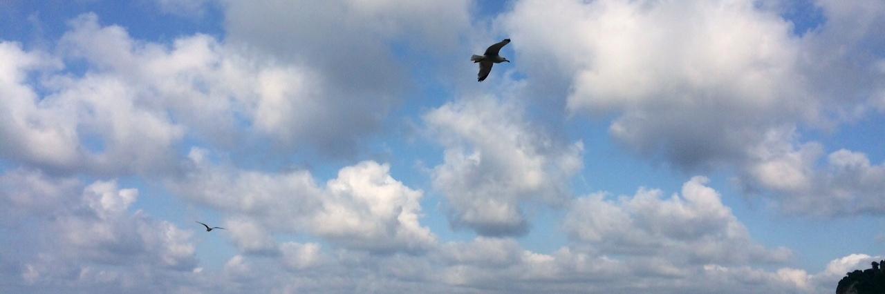 angele beausoleil banner