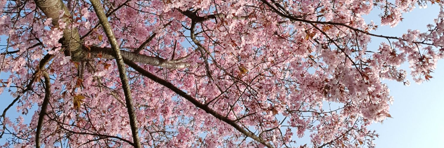 rhismith's profile banner image